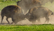 Bison / American buffalo (Bison bison) bulls sparring in the dust, Yellowstone National Park, Wyoming, USA, May