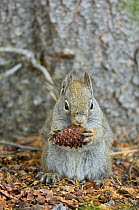 Young North American red squirrel (Tamiasciurus hudsonicus) feeding on a pine cone, Yellowstone National Park, Wyoming, USA, May