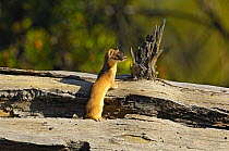 Long-tailed weasel (Mustela frenata) on fallen tree, Yellowstone National Park, Wyoming, USA, May