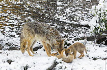Coyote (Canis latrans) mother playing with two pups in snow, Yellowstone National Park, Wyoming, USA, May