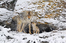 Coyote (Canis latrans) mother and pup at den entrance in snow, Yellowstone National Park, Wyoming, USA, May