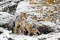 Coyote (Canis latrans) mother with two pups playing, in snow, Yellowstone National Park, Wyoming, USA, May