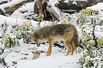 Coyote (Canis latrans) mother with pup in snow, Yellowstone National Park, Wyoming, USA, May