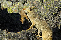 Coyote (Canis latrans) mother carrying pup to den, Yellowstone National Park, Wyoming, USA, June 2007