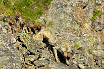 Coyote (Canis latrans) mother leading pups down rocky cliff, Yellowstone National Park, Wyoming, USA, June