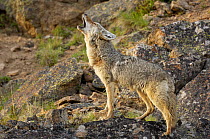Coyote (Canis latrans) howling at sunset, Yellowstone National Park, Wyoming, USA, June