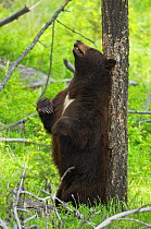Male Black bear (Ursus americanus) scratching back against tree trunk, leaving scent during mating season, Yellowstone National Park, Wyoming, USA, June