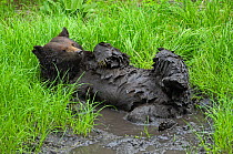 Male Black bear (Ursus americanus) mud bathing, Yellowstone National Park, Wyoming, USA, June