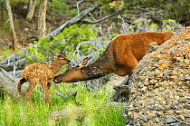 Elk (Cervus canadensis) licking newborn calf, Yellowstone National Park, Wyoming, USA, June