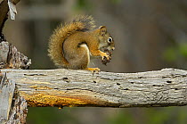 North American red squirrel (Tamiasciurus hudsonicus) feeding on pine cone, Yellowstone National Park, Wyoming, USA, June