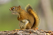 Male North American red squirrel (Tamiasciurus hudsonicus) alarm calling, Yellowstone National Park, Wyoming, USA, June