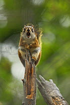 North American red squirrel (Tamiasciurus hudsonicus) alarm calling, Yellowstone National Park, Wyoming, USA, June