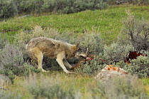 Grey wolf (Canis lupus) pulling at Elk (Cervus canadensis) carcass killed by its pack, Yellowstone National Park, Wyoming, USA, May