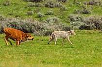 Coyote (Canis latrans) walking past an American buffalo / Bison (Bison bison) calf, Yellowstone National Park, Wyoming, USA, May
