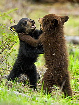 Black bear (Ursus americanus) cubs, male and female, one black the other brown, playing roughly, Yellowstone National Park, Wyoming, USA, May
