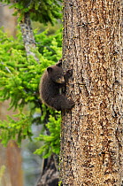 Black bear (Ursus americanus) cub, brown phase, climbing a mature Douglas fir (Pseudotsuga menziesii) Yellowstone National Park, Wyoming, USA, May