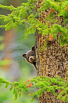 Black bear (Ursus americanus) cub, brown phase, looking out from behind tree trunk, Yellowstone National Park, Wyoming, USA, May