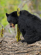 Female Black bear (Ursus americanus) on fallen tree yawning (warning behaviour), Yellowstone National Park, Wyoming, USA, May