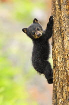 Young Black bear (Ursus americanus) cub climbing mature fir tree, Yellowstone National Park, Wyoming, USA, May