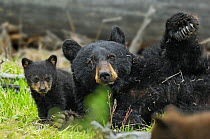 Black bear (Ursus americanus) mother and female cub playing on forest floor, Yellowstone National Park, Wyoming, USA, May