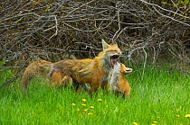 Female Red fox (Vulpes vulpes) yawning with cub putting its mouth in mothers mouth, Grand Teton National Park, Wyoming, USA, May