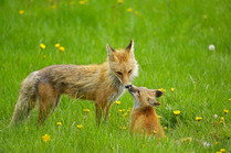 Red fox (Vulpes vulpes) mother and cub with noses touching, Grand Teton National Park, Wyoming, USA, May