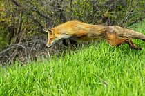 Female Red fox (Vulpes vulpes) leaping after a ground squirrel, Grand Teton National Park, Wyoming, USA, June