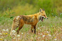 Female Red fox (Vulpes vulpes) yawning, Grand Teton National Park, Wyoming, USA, June