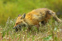 Female Red fox (Vulpes vulpes) about to kill Ground squirrel, Grand Teton National Park, Wyoming, USA, June