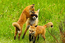 Two Red fox (Vulpes vulpes) cubs playing with mother, Grand Teton National Park, Wyoming, USA, June