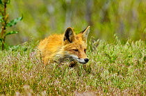 Female Red fox (Vulpes vulpes) hunting, Grand Teton National Park, Wyoming, USA, June