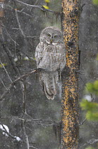 Great grey owl (Strix nebulosa) perched in snow, Yellowstone National Park, Wyoming, USA, June