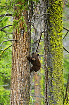 Black bear (Ursus americanus) cub, cinnamon phase, climbing fir tree, Yellowstone National Park, Wyoming, USA, June