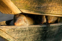 Banded Mongoose {Mungos mungo} emerging from wooden fishing boats where they communally nest for the night, Mweya Lodge, Queen Elizabeth National Park, Uganda, E. Africa