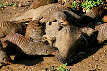 Group of several Banded Mongoose (Mungos mungo) grooming a Warthog (Phacochoerus africanus) looking for ticks, Mweya Lodge, Queen Elizabeth National Park, Uganda, E. Africa