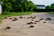 Banded Mongoose (Mungos mungo) group on the move, crossing a track at Mweya Lodge, Queen Elizabeth National Park, Uganda, E. Africa