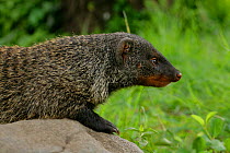 Banded Mongoose (Mungos mungo), adult portrait, Mweya Lodge, Queen Elizabeth National Park, Uganda, E. Africa
