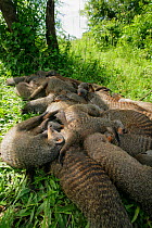 Banded Mongoose (Mungos mungo) large family group resting together in shade during heat of mid-day, Mweya Lodge, Queen Elizabeth National Park, Uganda, E. Africa