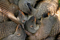 Banded Mongoose (Mungos mungo) group resting under shade together during heat of mid-day, Mweya Lodge, Queen Elizabeth National Park, Uganda, E. Africa
