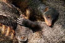 Banded Mongoose (Mungos mungo) group resting  together in shade during heat of mid-day, Mweya Lodge, Queen Elizabeth National Park, Uganda, E. Africa