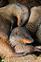 Banded Mongoose (Mungos mungo) group resting together in shade during heat of mid-day, Mweya Lodge, Queen Elizabeth National Park, Uganda, E. Africa