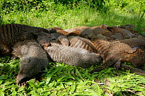 Banded Mongoose (Mungos mungo) group resting together in shade during heat of mid-day, Mweya Lodge, Queen Elizabeth National Park, Uganda, E. Africa