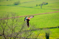 Kestrel (Falco tinnunculus) male, trained bird in flight against a backdrop of bare trees and farmland, Somerset Levels, UK