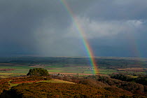 Looking north from summit ridge of Quantocks range of hills, towards Somerset Levels with rain shower and rainbow, Somerset, UK