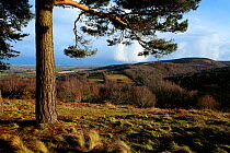 Scots Pine (Pinus sylvestris) with undulating ridge of Quantocks Hills in the background, Somerset, UK