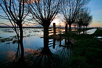 Somerset Levels in flood, Tealham Moor, near Wedmore, Somerset, UK