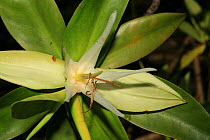 Piñuela mangrove (Pelliciera rhizophorae) flower, Coqui, Chocó Department, Pacific Coast, Colombia