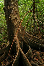 Buttressed trunk of a Nato mangrove (Mora megistosperma) with stilt roots of Red mangrove (Rhizophora mangle) at low tide, at Coqui, Chocó Department, Pacific Coast, Colombia