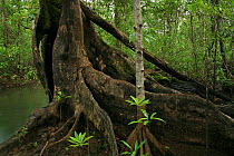 Buttressed trunk of a Nato mangrove (Mora megistosperma) and Piñuela mangrove (Pelliciera rhizophorae) at low tide, at Coqui, Chocó Department, Pacific Coast, Colombia