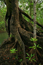 Buttressed trunk of a Nato mangrove (Mora megistosperma) and Piñuela mangrove (Pelliciera rhizophorae) at low tide, Coqui, Chocó Department, Pacific Coast, Colombia